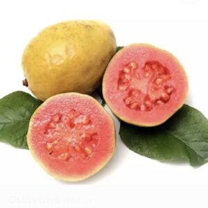 Guayaba por Lb