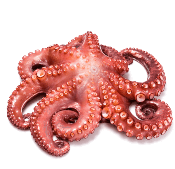 Pulpo